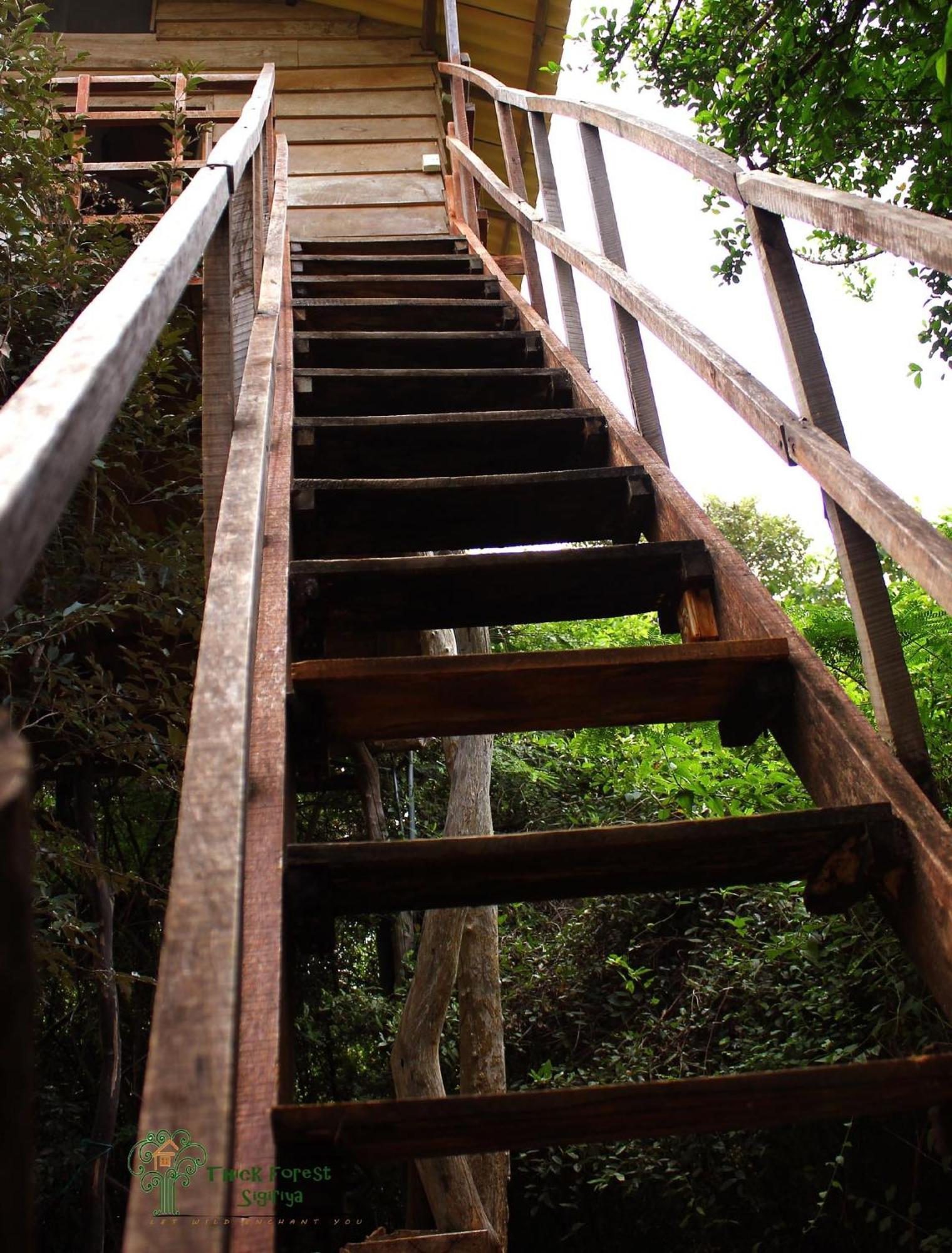 The Thick Forest Sigiriya Rum bild